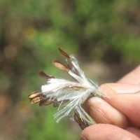 Gymnema sylvestre (Retz.) R.Br. ex Sm.